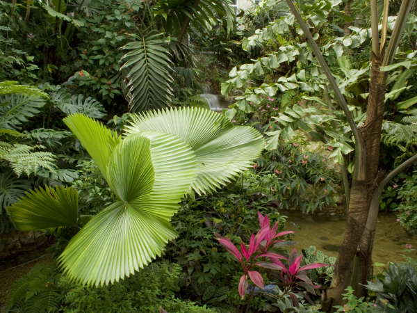 plants in a pond