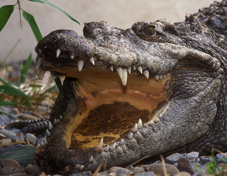 siamese crocodile with mouth open