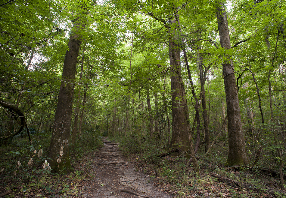 trail in forest