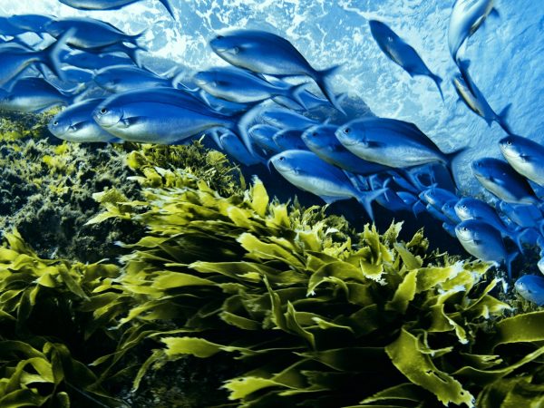 blue fish swim above kelp