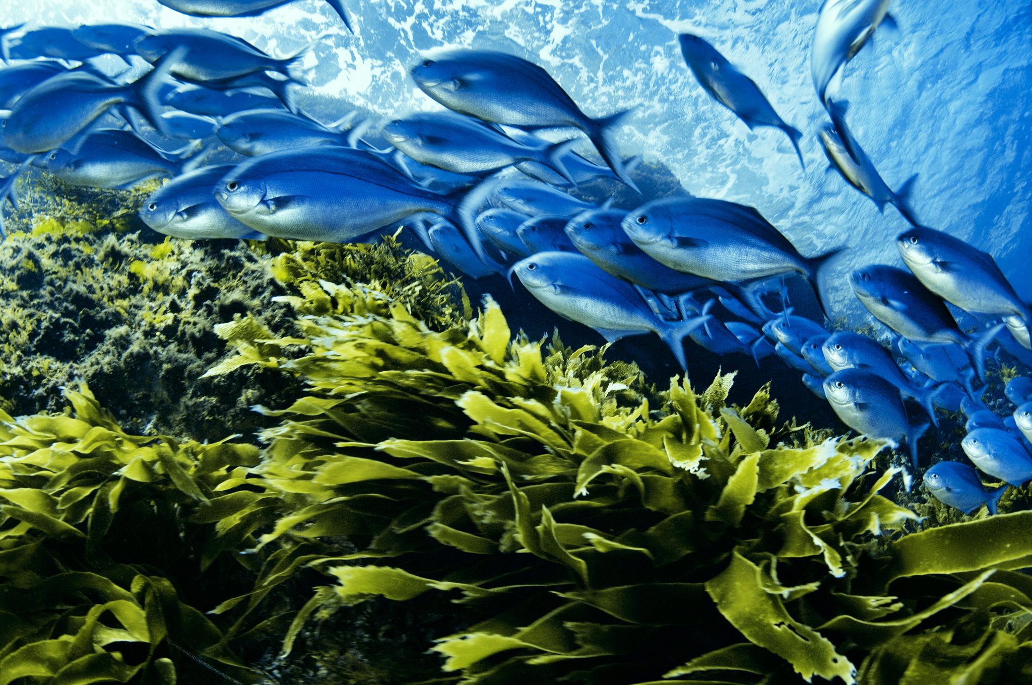 blue fish swim above kelp