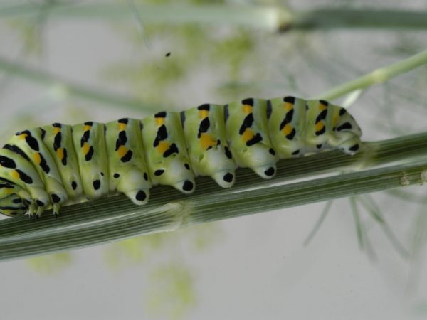 black swallowtail caterpillar on a plant