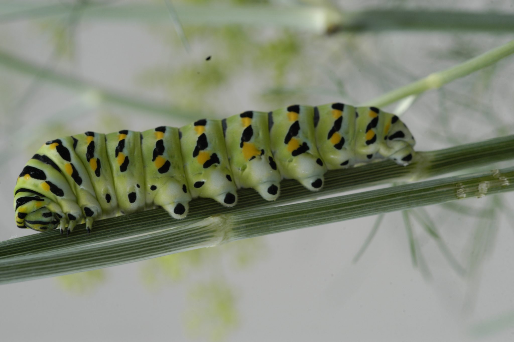 black swallowtail caterpillar on a plant