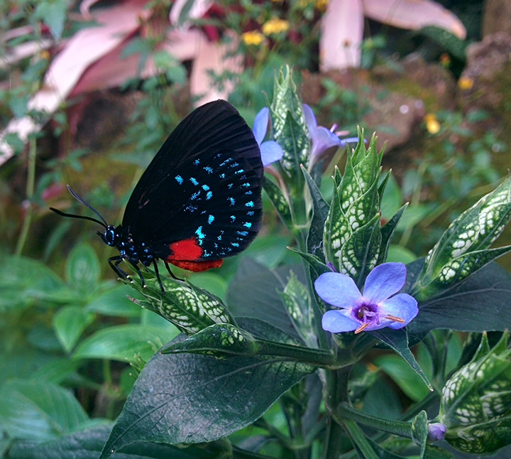 atala butterfly on a plant