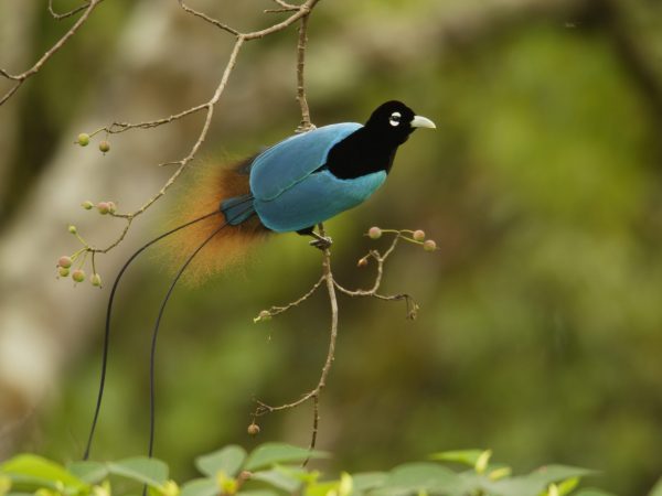 bird of paradise in a tree
