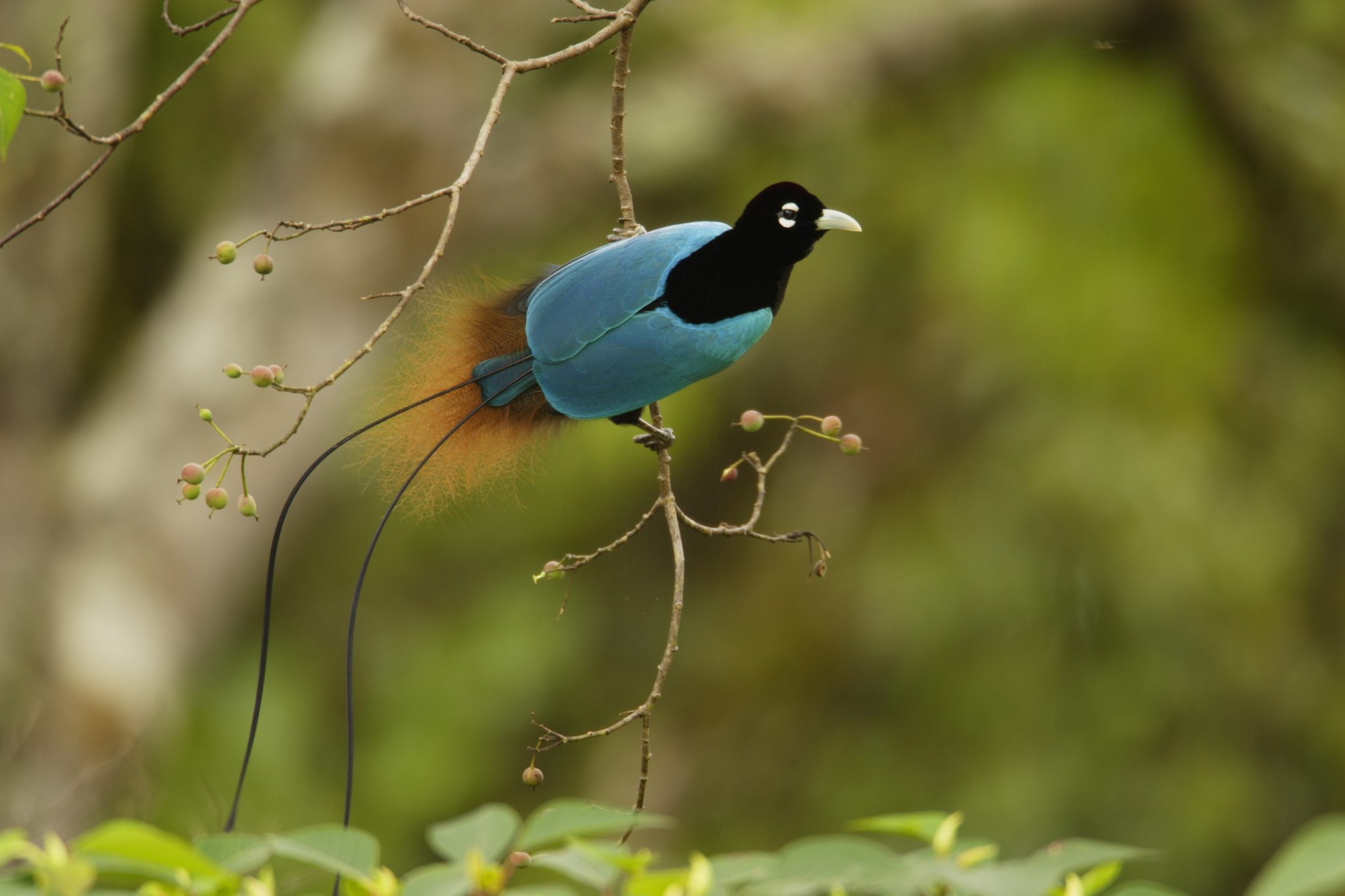 bird of paradise in a tree