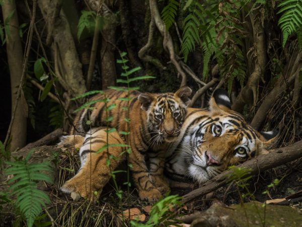 tiger mother and cub in forest