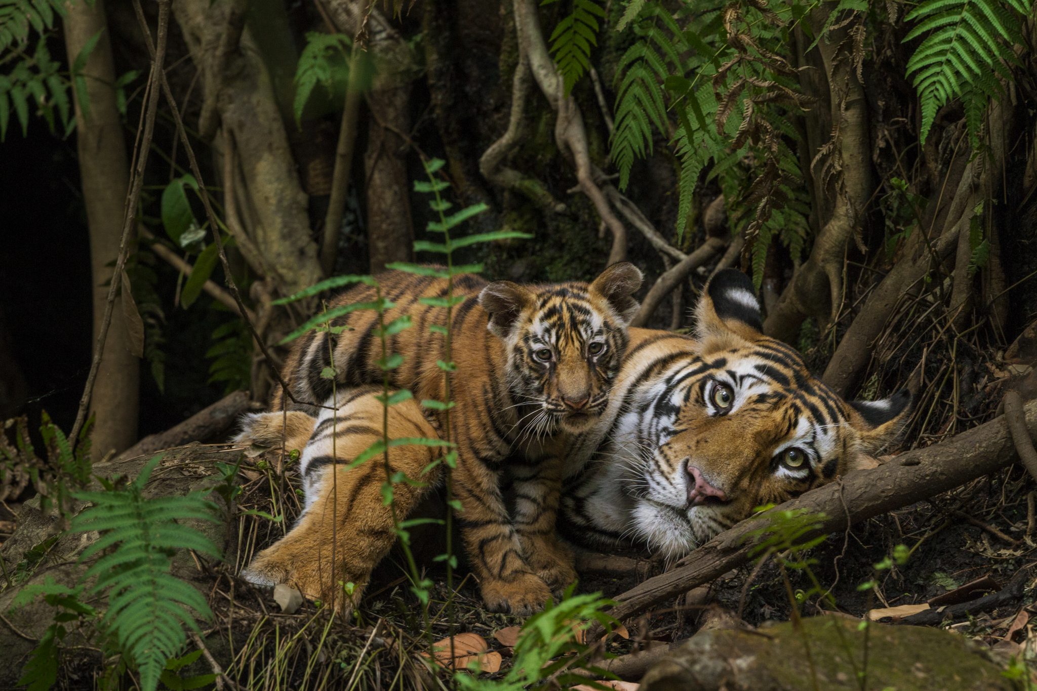 tiger mother and cub in forest