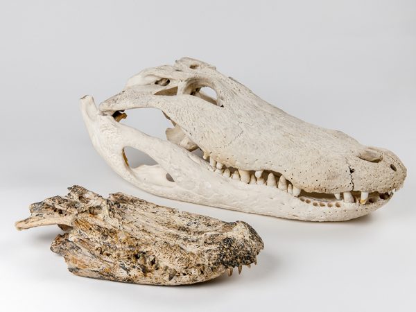 Alligator skulls