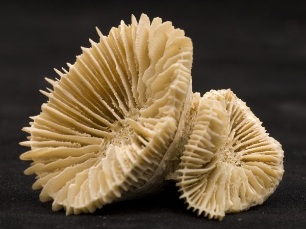 Antillophyllia chipolana