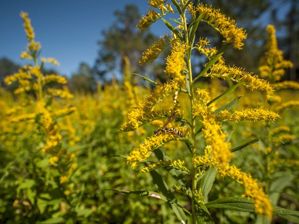 wasp on a goldrenrod plant