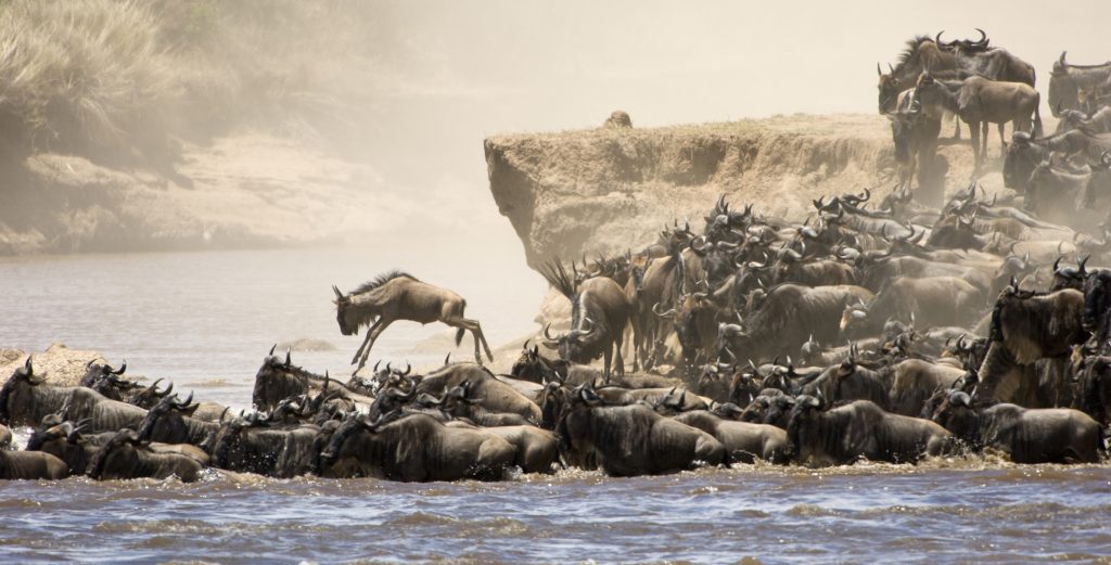 The annual Great Migration on the Mara River in Tanzania