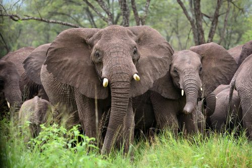 Herd of Elephants , Serengeti natural park, Tanzania