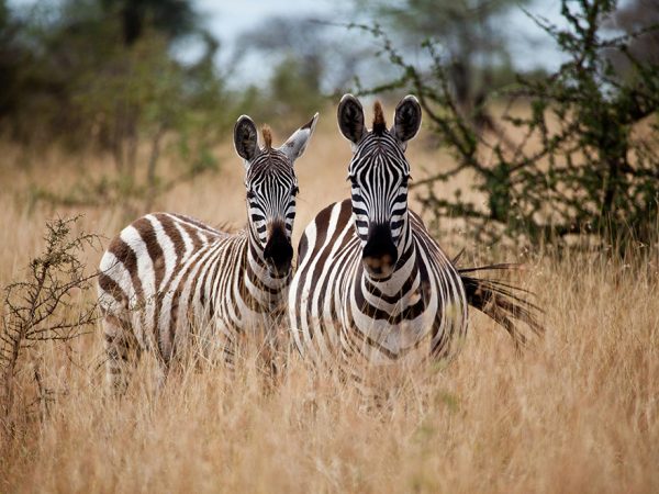 A pair of zebras in the tall grasses of the Serengeti. Tanzania