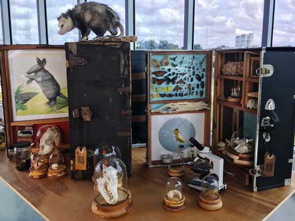 suitcases and specimens on a table