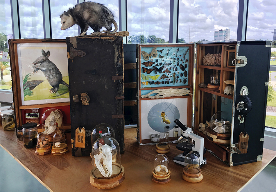 suitcases and specimens on a table