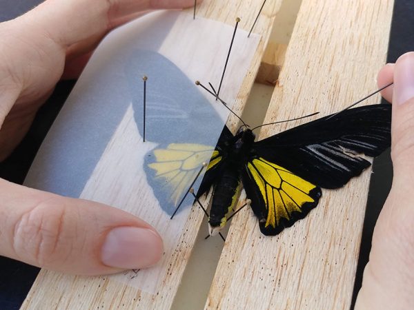 Butterfly Pinning