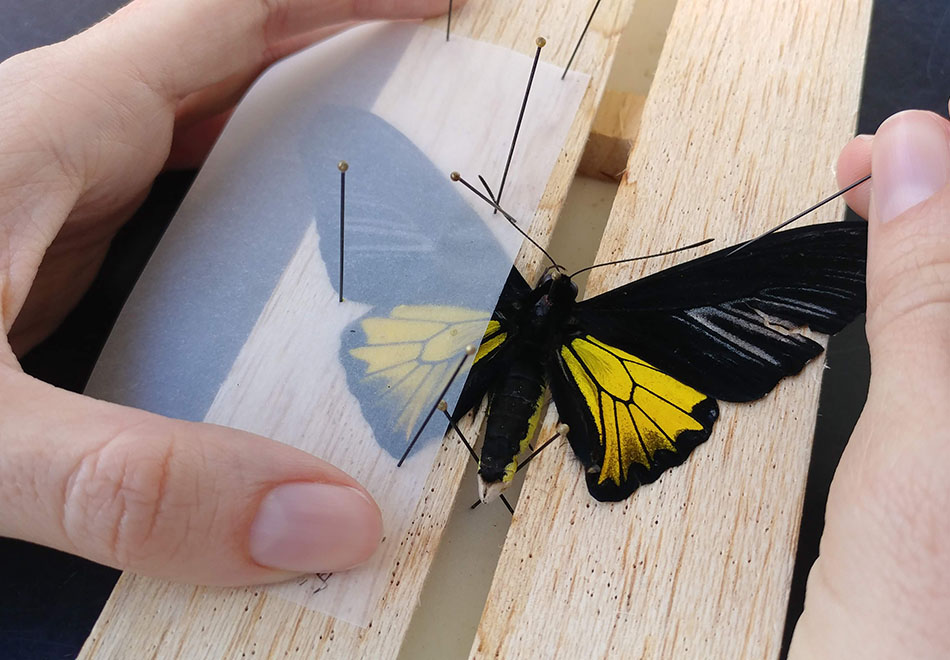 Butterfly Pinning