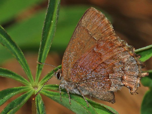 brown butterfly on plant