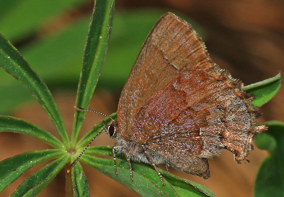brown butterfly on plant