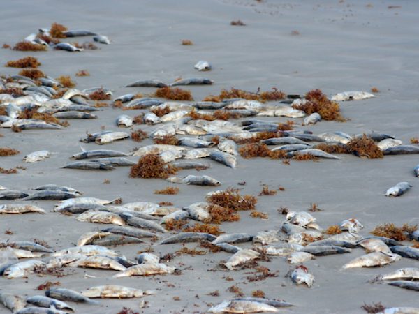 dead fish on a beach