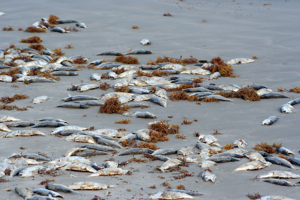 Beyond Dead Fish: How Red Tide Affects All Floridians