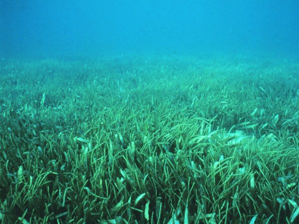 seagrass underwater