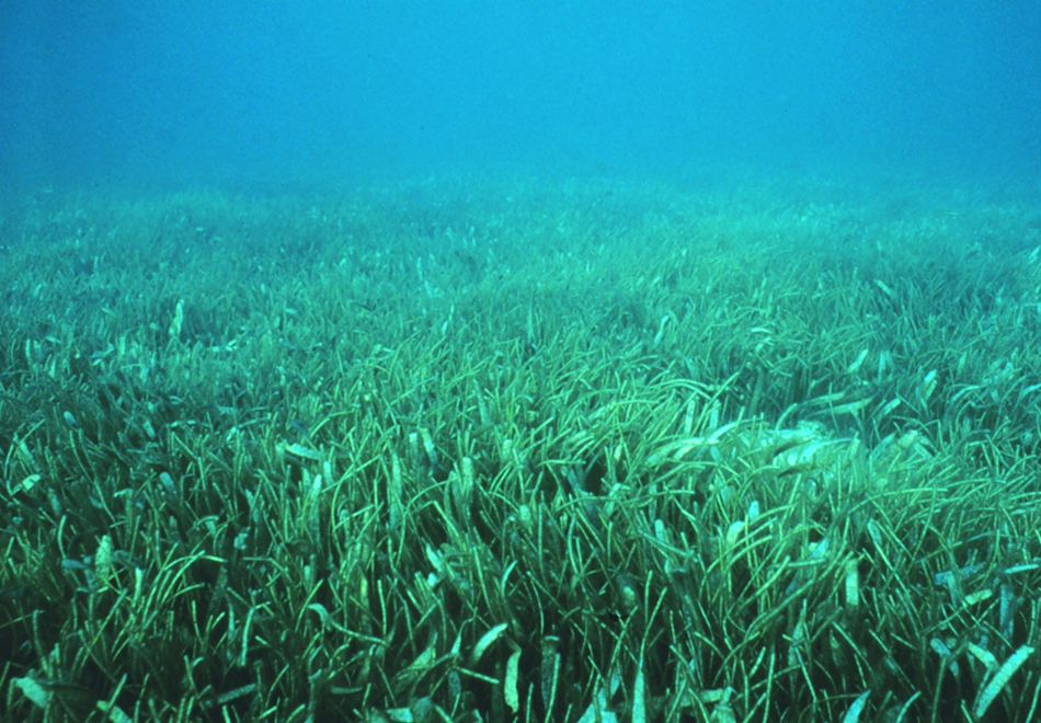 Science on Tap: Secrets of Seagrass