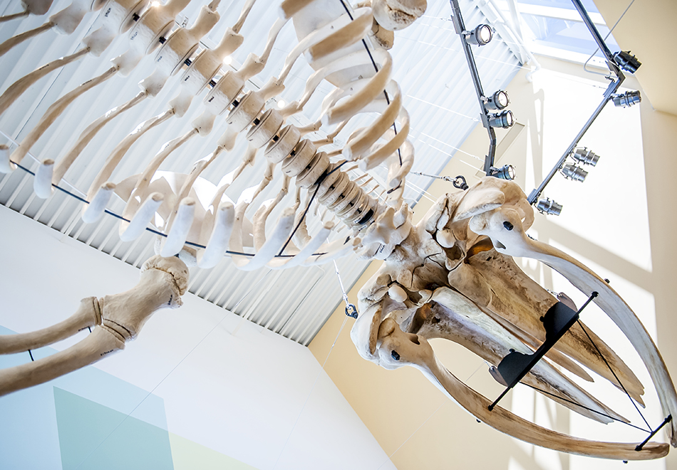 humpback whale skeleton