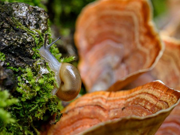 a small snail on mos next to dark ornage striped mushroom caps