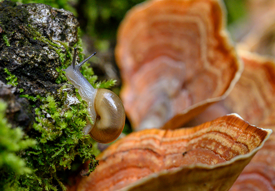 a small snail on mos next to dark ornage striped mushroom caps