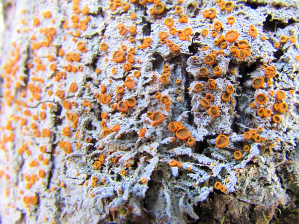 lots of small orange knobs of lichen on a pale lichen surface