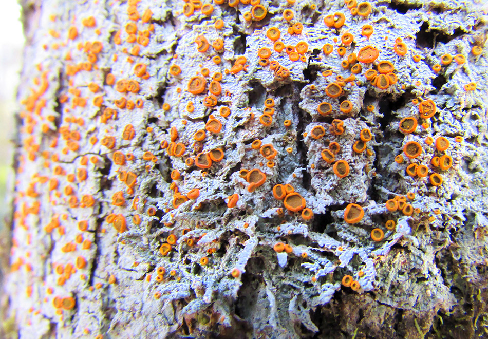 lots of small orange knobs of lichen on a pale lichen surface