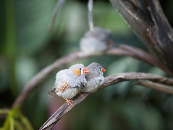birds in butterfly rainforest