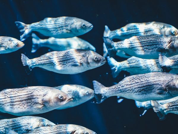 school of fish