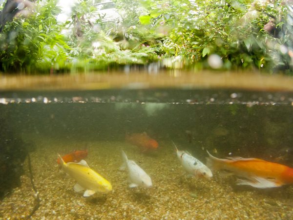 fish in butterfly rainforest exhibit