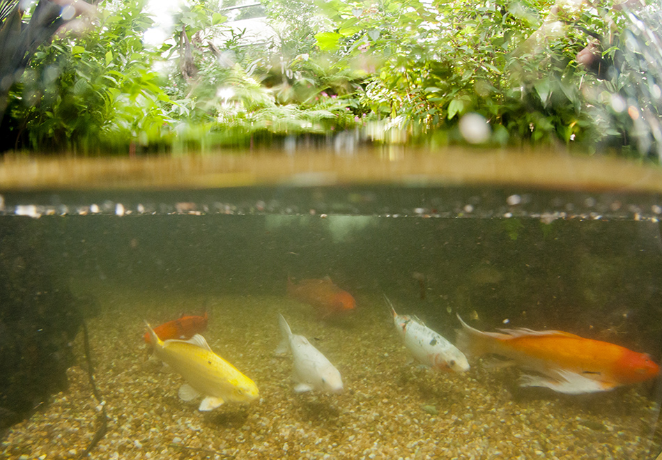 fish in butterfly rainforest exhibit