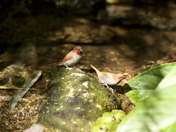 birds in butterfly rainforest exhibit