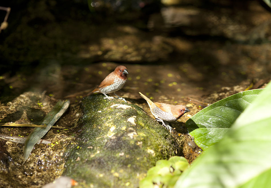 birds in butterfly rainforest exhibit