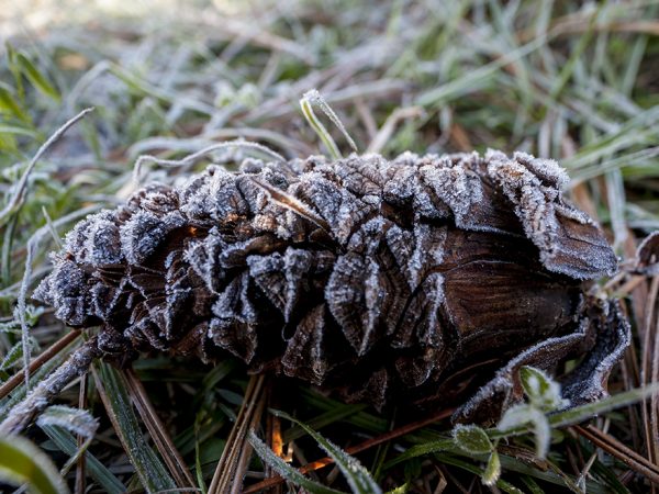 pinecone with frost