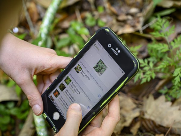 person outside using the iNaturalist App on a smartphone