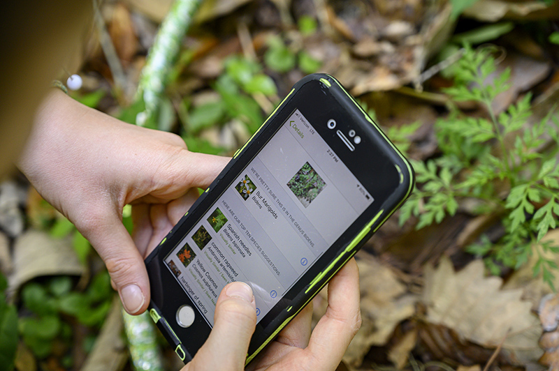 girl holding smartphone using nature app to identify a plant