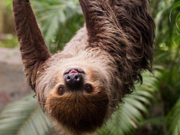 sloth hanging from tree