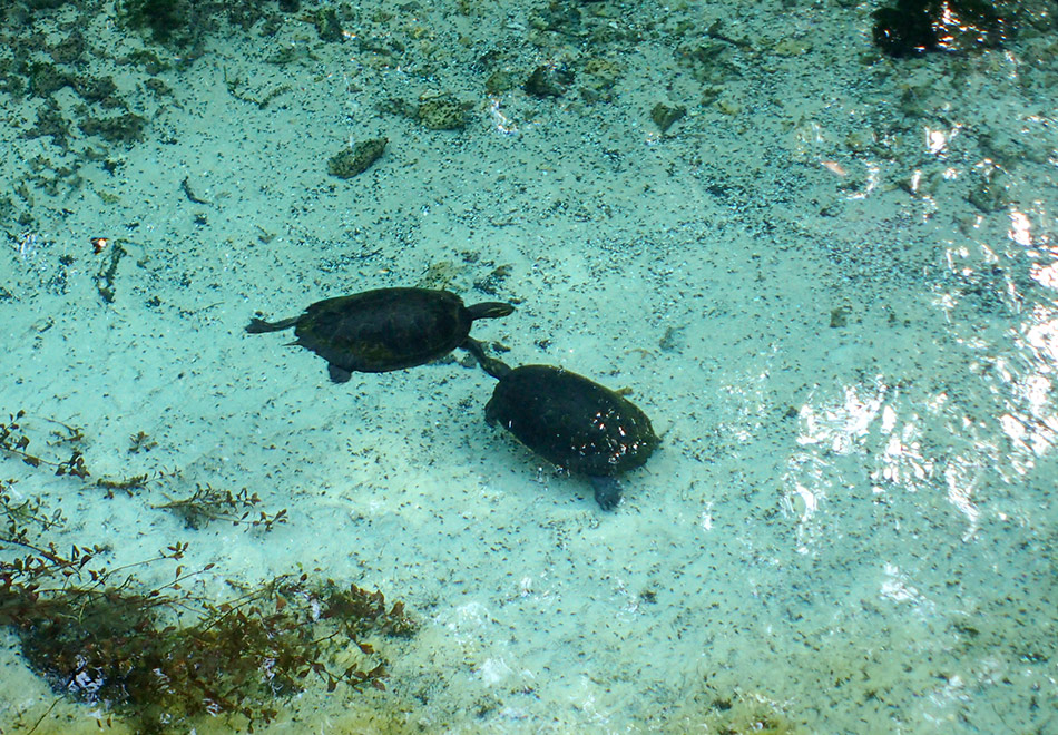 two turtles swimming beneath crystal clear water