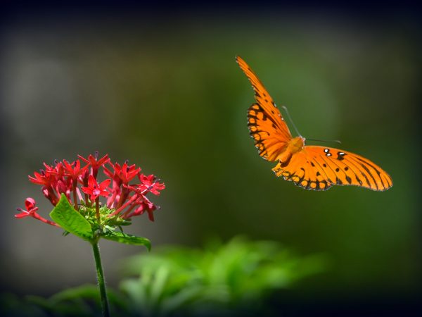 orange butterfly taking off from a red flower