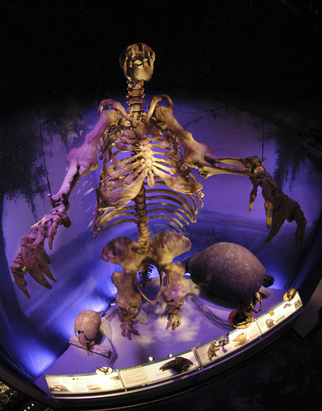 sloth skeleton