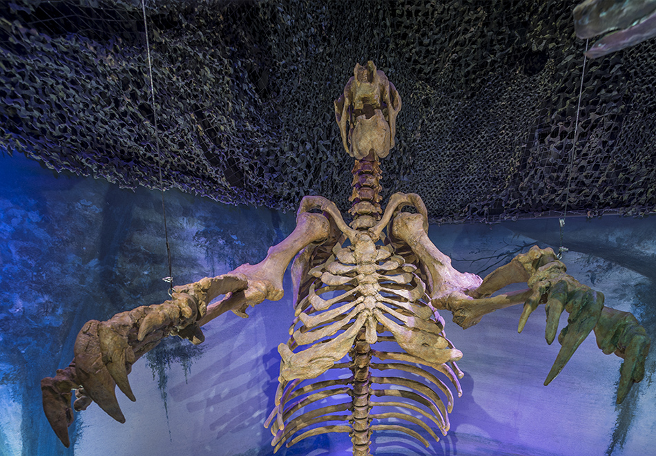Museum 360°: Giants of Florida’s Prehistoric Past