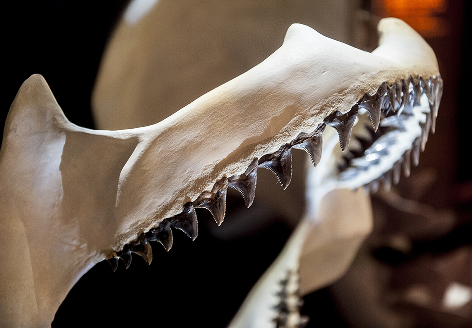 shark jaw