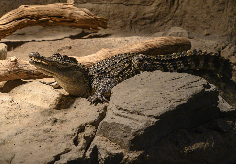 crocodile in enclosure