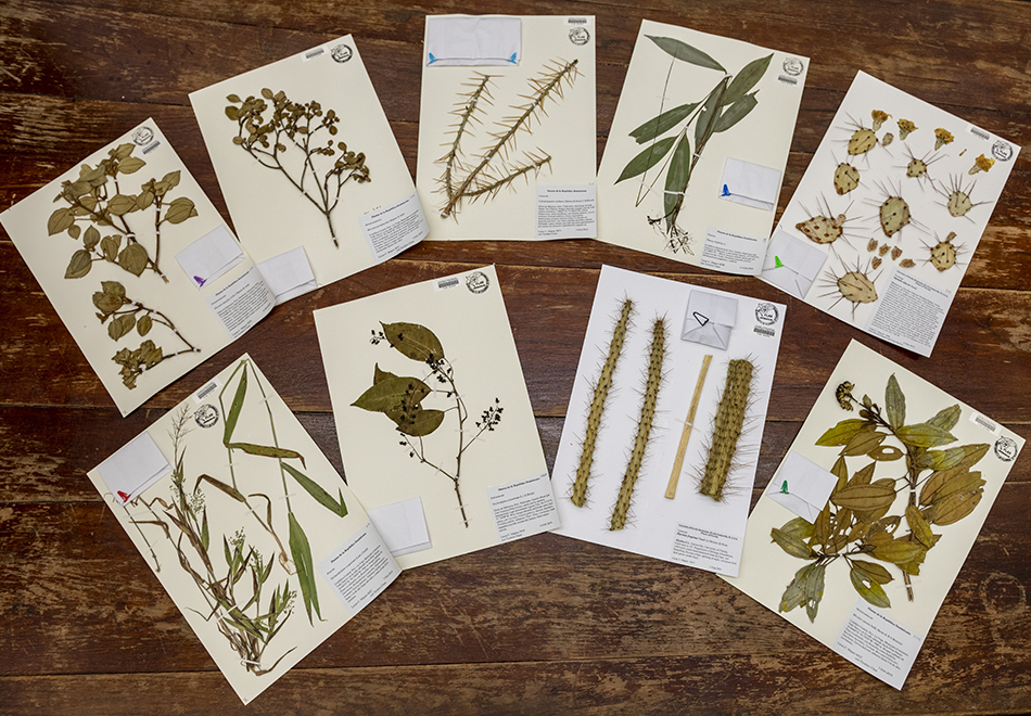herbarium specimens